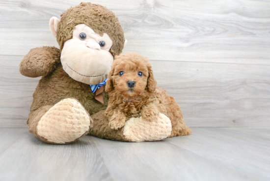 Fluffy Mini Goldendoodle Poodle Mix Pup