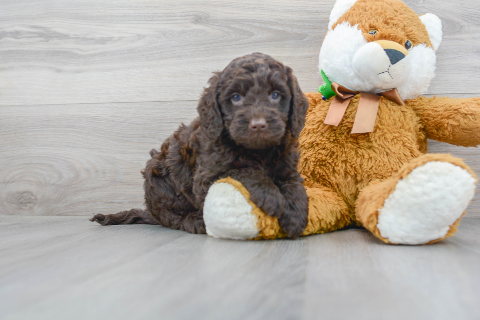 Meet Keebler - our Mini Goldendoodle Puppy Photo 2/3 - Premier Pups
