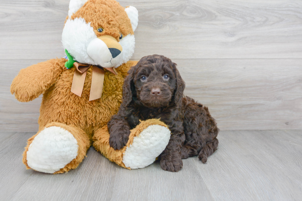 Meet Keebler - our Mini Goldendoodle Puppy Photo 1/3 - Premier Pups
