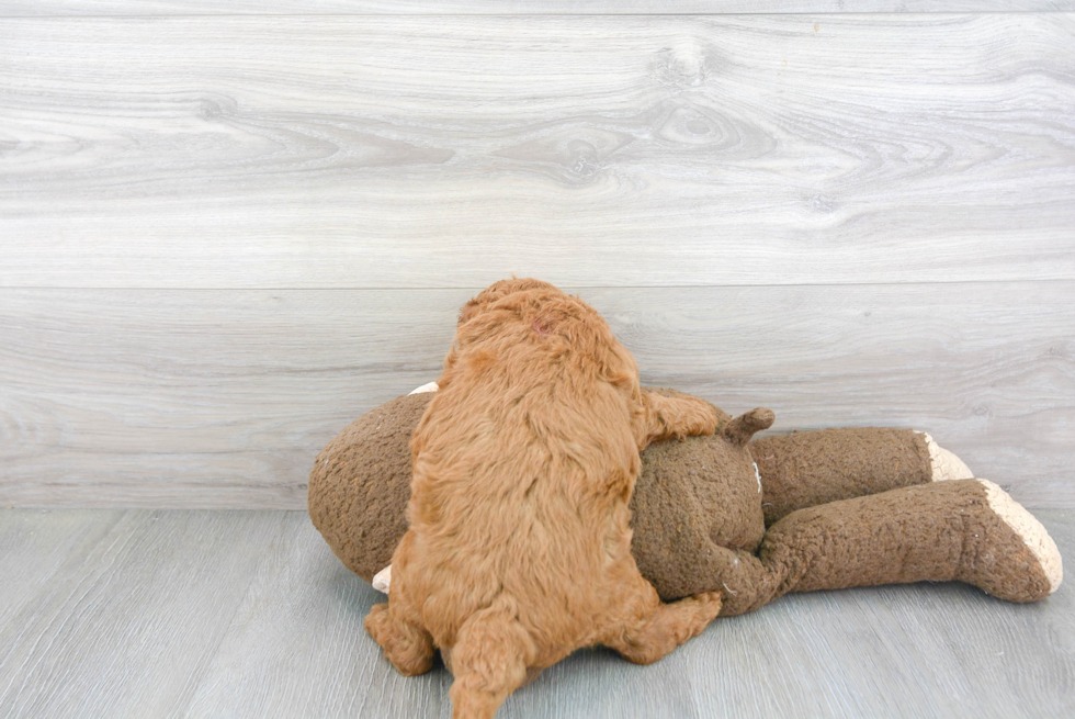 Meet Twix - our Mini Goldendoodle Puppy Photo 3/3 - Premier Pups