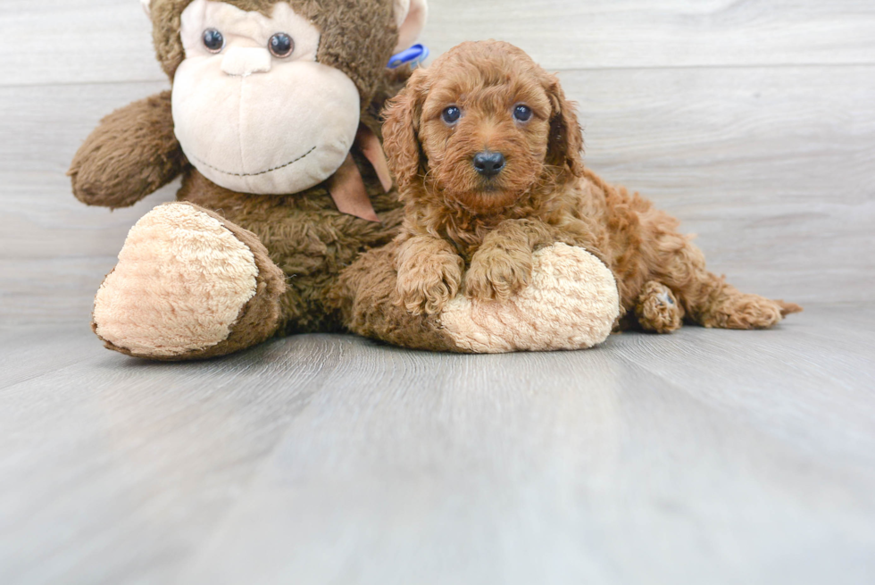 Meet Keegan - our Mini Goldendoodle Puppy Photo 2/3 - Premier Pups