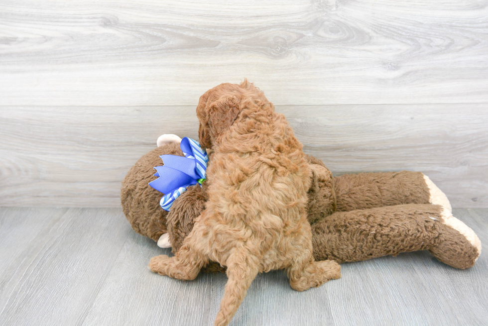 Meet Keegan - our Mini Goldendoodle Puppy Photo 3/3 - Premier Pups
