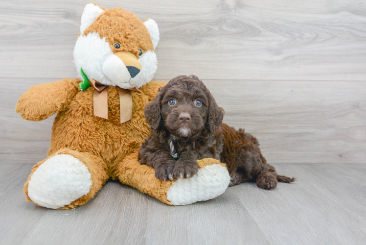 Meet Keegan - our Mini Goldendoodle Puppy Photo 1/2 - Premier Pups
