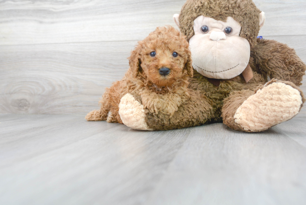 Meet Kendall - our Mini Goldendoodle Puppy Photo 1/3 - Premier Pups