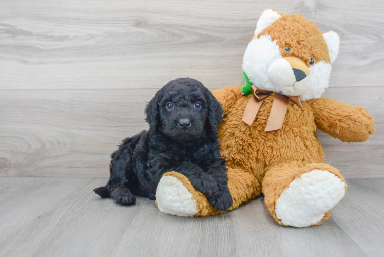 Meet Kendrick - our Mini Goldendoodle Puppy Photo 1/3 - Premier Pups