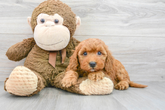 Mini Goldendoodle Pup Being Cute