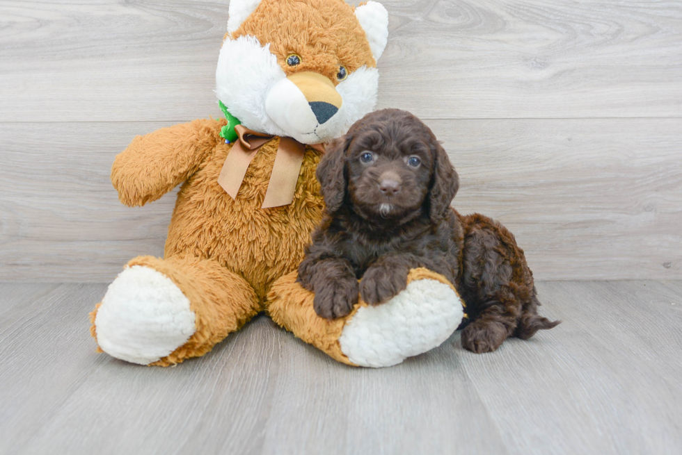 Meet Khloe - our Mini Goldendoodle Puppy Photo 2/3 - Premier Pups