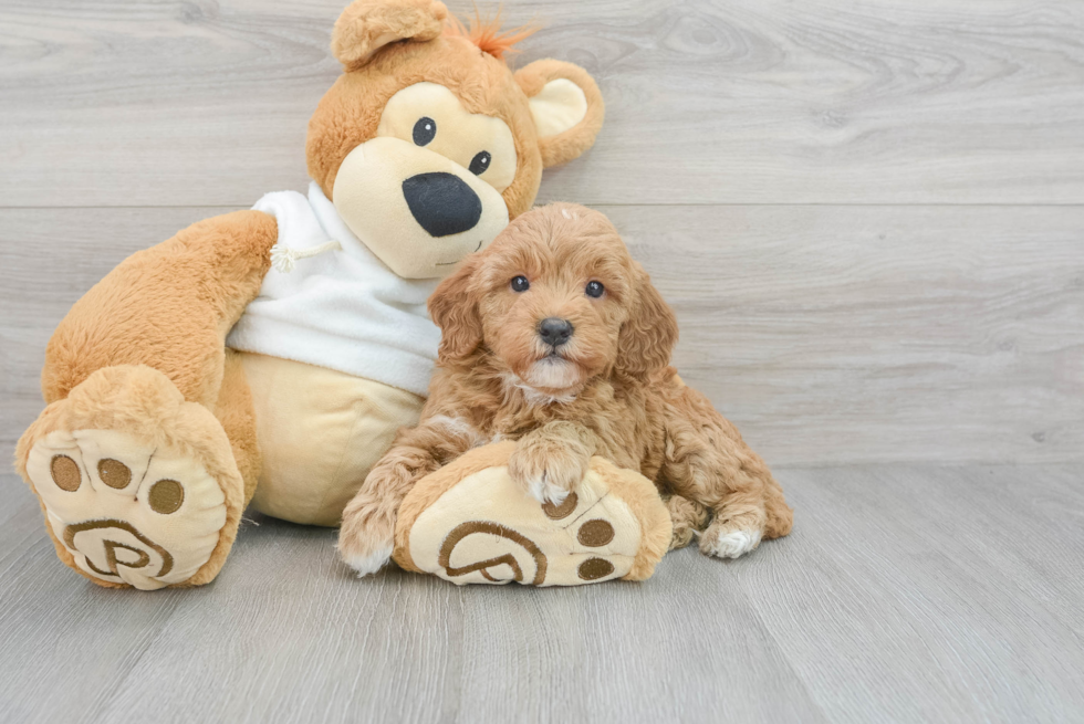 Sweet Mini Goldendoodle Kim: 6lb 4oz Doodle Puppy