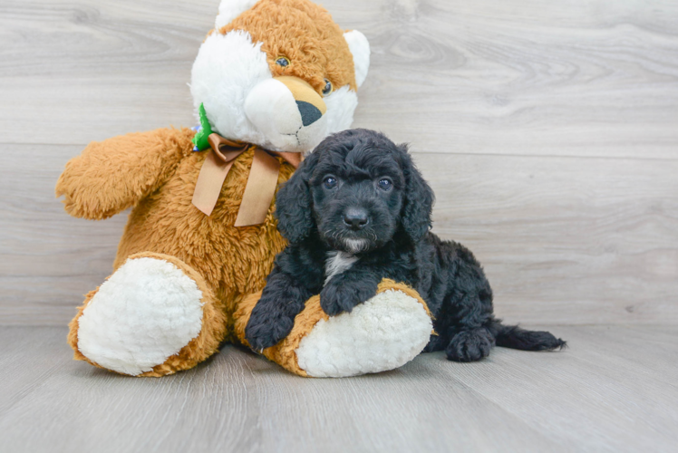 Meet Knox - our Mini Goldendoodle Puppy Photo 1/3 - Premier Pups