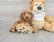 9 week old Mini Goldendoodle Puppy For Sale - Premier Pups