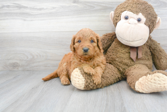 Small Mini Goldendoodle Baby