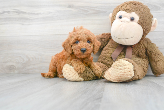 Mini Goldendoodle Pup Being Cute