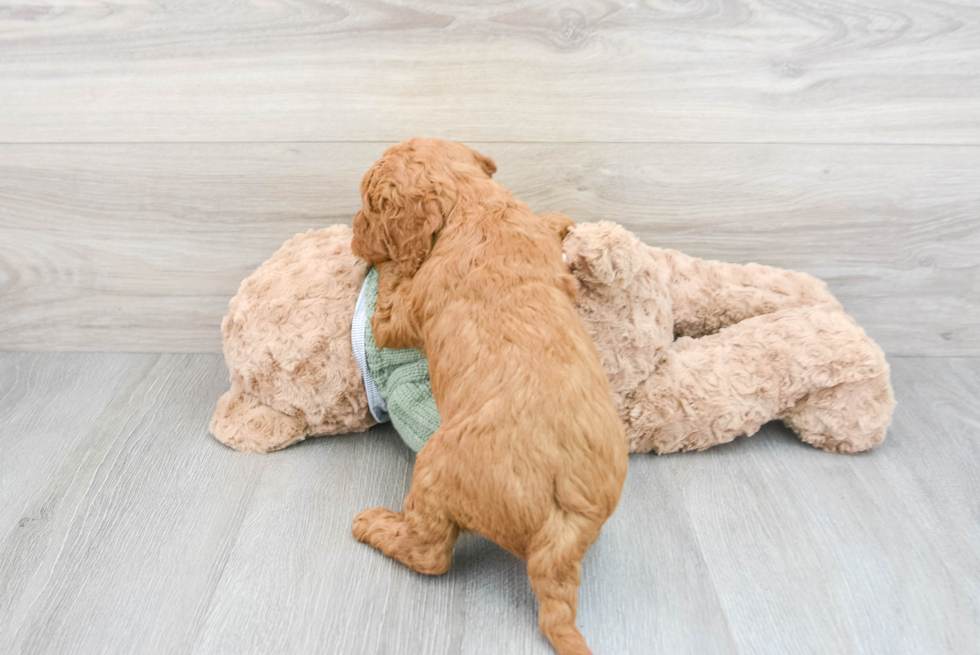 Fluffy Mini Goldendoodle Kramer: 6lb 11oz Doodle Puppy