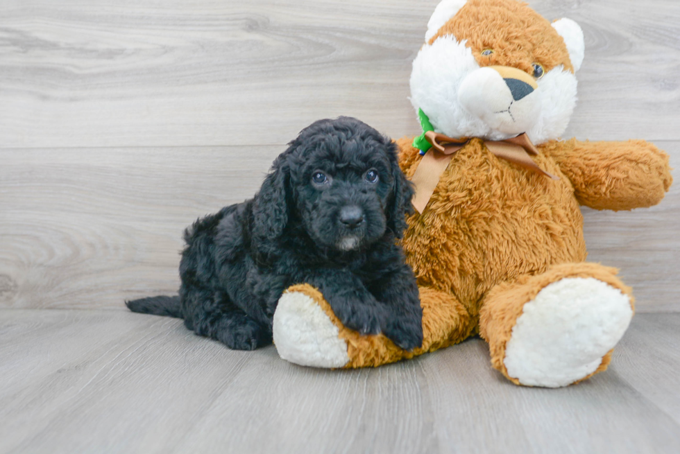 Meet Kramer - our Mini Goldendoodle Puppy Photo 2/3 - Premier Pups