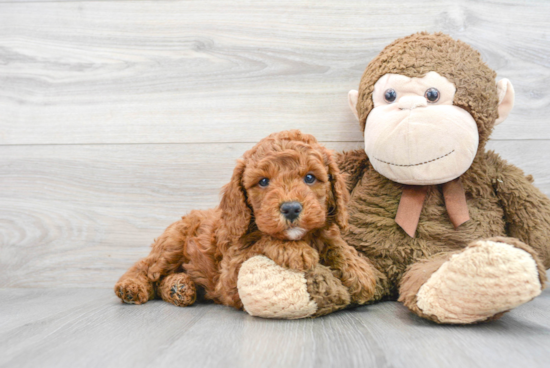 Energetic Golden Retriever Poodle Mix Puppy