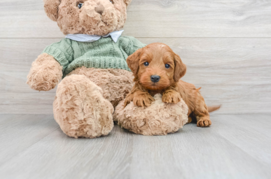 Standard, Toy & Mini: Goldendoodle Difference - Premier Pups - Premier Pups