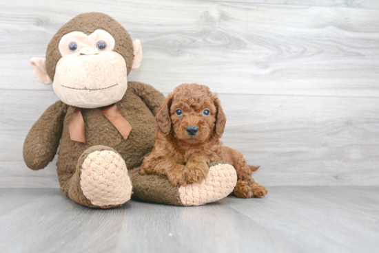 Friendly Mini Goldendoodle Baby