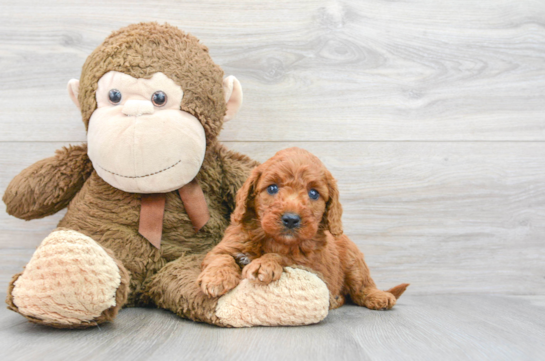 Best Mini Goldendoodle Baby