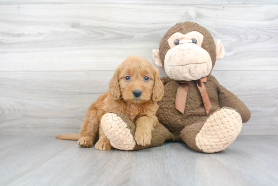 Mini Goldendoodle Puppy for Adoption