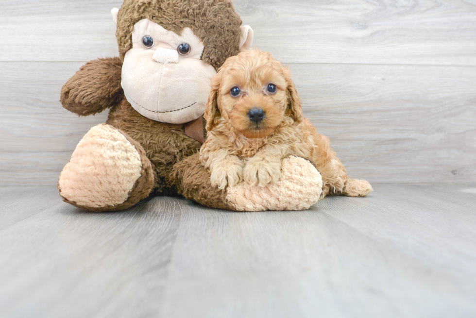 Meet Kylie - our Mini Goldendoodle Puppy Photo 2/3 - Premier Pups