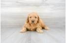 Meet Lawrence - our Mini Goldendoodle Puppy Photo 2/3 - Premier Pups
