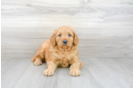 Meet Lawrence - our Mini Goldendoodle Puppy Photo 1/3 - Premier Pups
