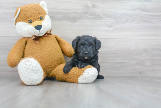 Mini Goldendoodle Puppy for Adoption