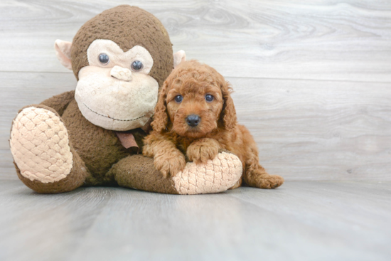 Best Mini Goldendoodle Baby