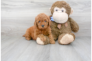 Meet Lilo - our Mini Goldendoodle Puppy Photo 1/3 - Premier Pups