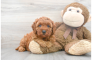Meet Livi - our Mini Goldendoodle Puppy Photo 1/3 - Premier Pups