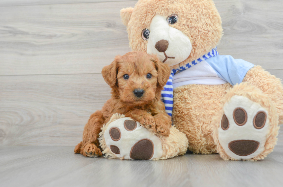 5 week old Mini Goldendoodle Puppy For Sale - Premier Pups