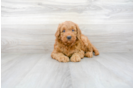 Meet Locke - our Mini Goldendoodle Puppy Photo 2/3 - Premier Pups