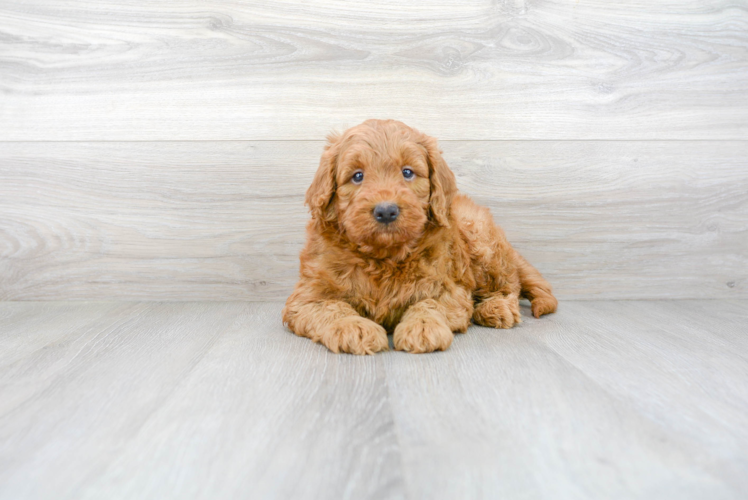 Meet Locke - our Mini Goldendoodle Puppy Photo 2/3 - Premier Pups