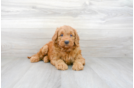 Meet Locke - our Mini Goldendoodle Puppy Photo 1/3 - Premier Pups