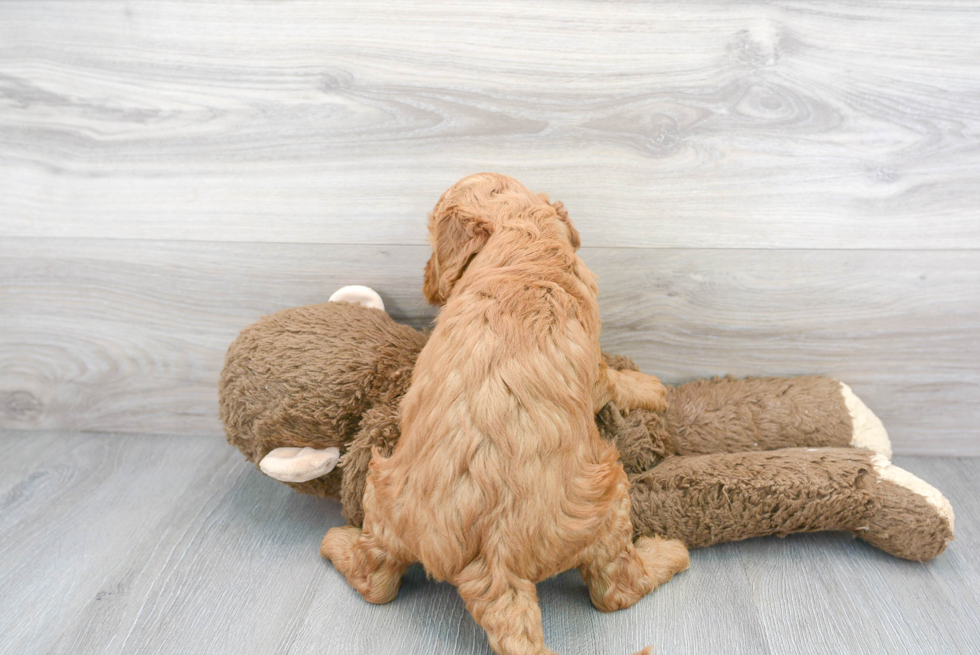 Meet Locke - our Mini Goldendoodle Puppy Photo 3/3 - Premier Pups