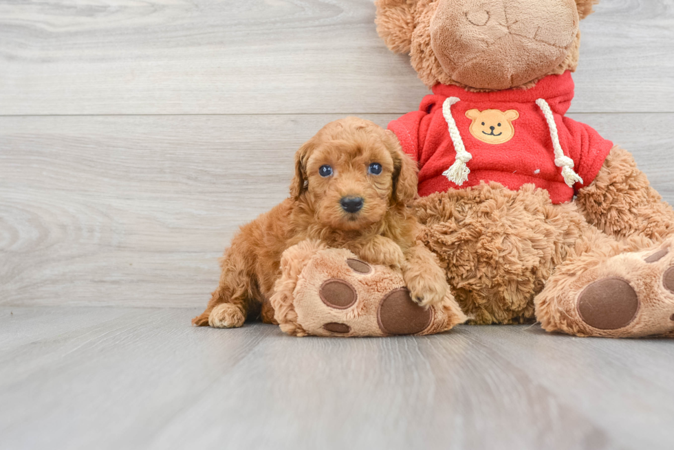 Mini Goldendoodle Lydia: 1lb 15oz Doodle Puppy