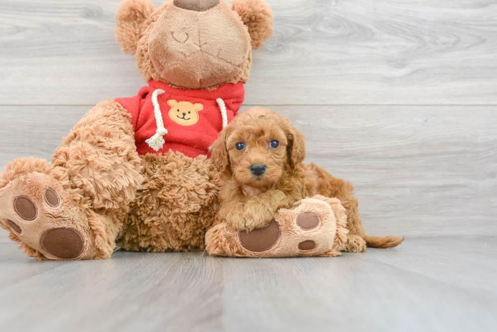 Mini Goldendoodle Lydia: 1lb 15oz Doodle Puppy