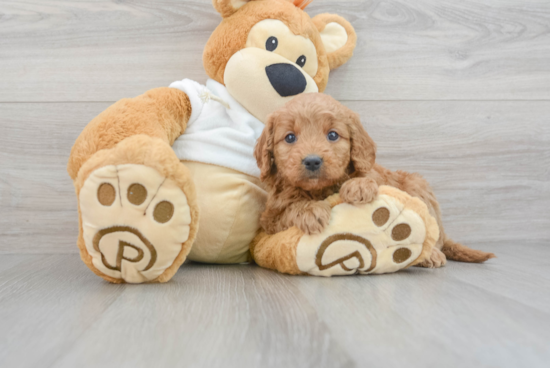 Small Mini Goldendoodle Baby