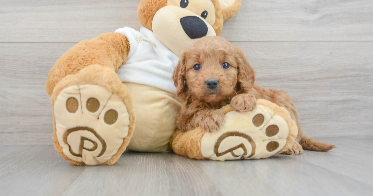 Hypoallergenic Mini Goldendoodle Malibu: 7lb 1oz Doodle Puppy