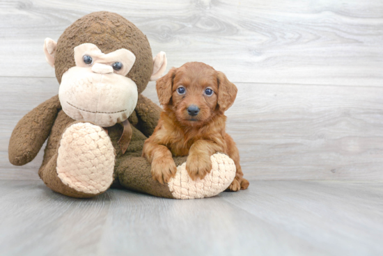 Mini Goldendoodle Pup Being Cute