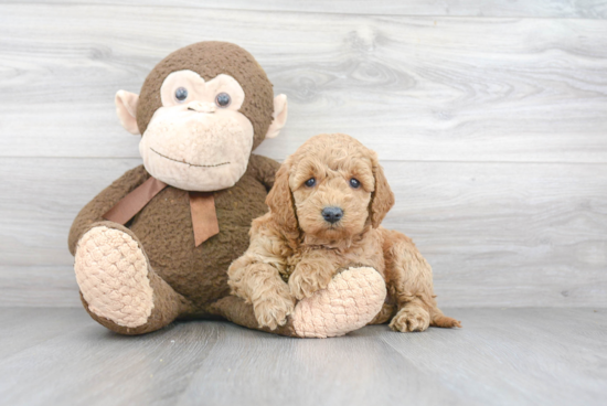 Friendly Mini Goldendoodle Baby