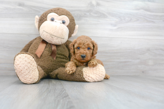 Adorable Golden Retriever Poodle Mix Puppy