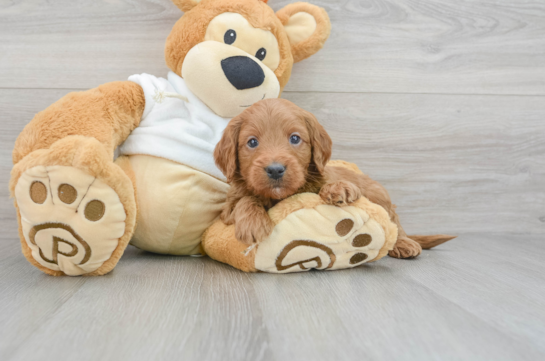 Standard, Toy & Mini: Goldendoodle Difference - Premier Pups - Premier Pups