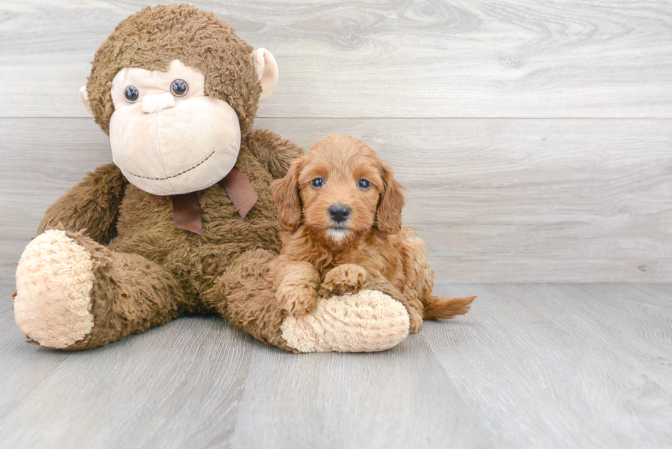 Meet Montego - our Mini Goldendoodle Puppy Photo 2/3 - Premier Pups