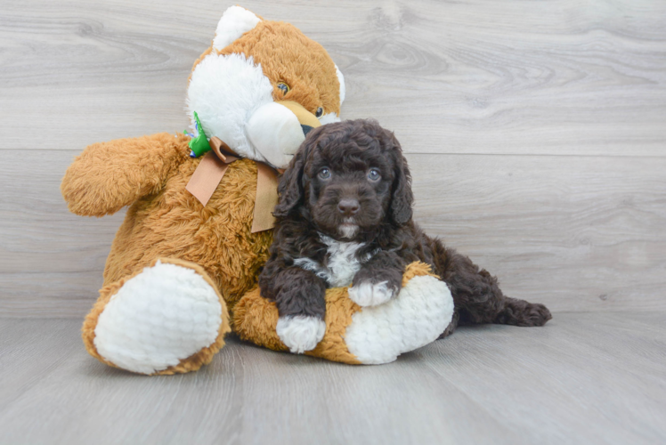 Meet Montego - our Mini Goldendoodle Puppy Photo 1/3 - Premier Pups