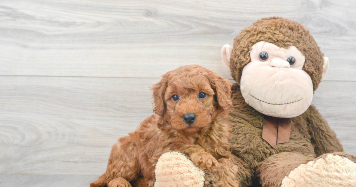 Standard, Toy & Mini: Goldendoodle Difference - Premier Pups