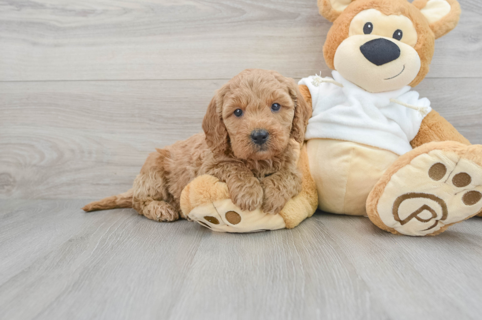 https://premierpups.com/azure/affordablepup/pups/mini-goldendoodle-mumford-1252008800509661.jpg?preset=home