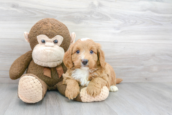 Energetic Golden Retriever Poodle Mix Puppy