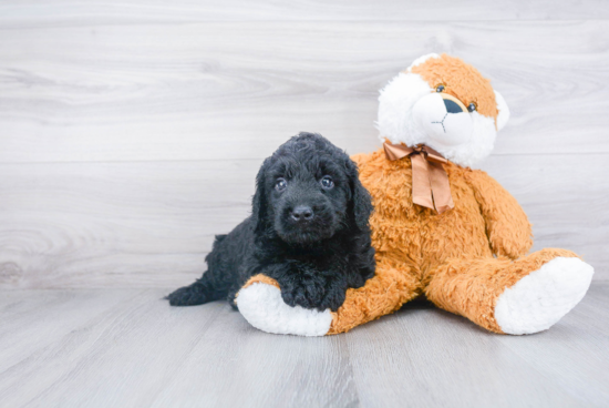 Best Mini Goldendoodle Baby