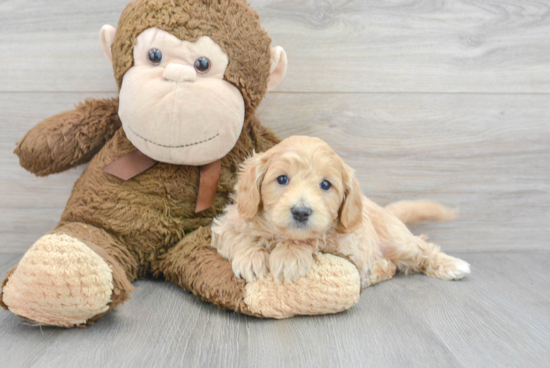 Friendly Mini Goldendoodle Baby